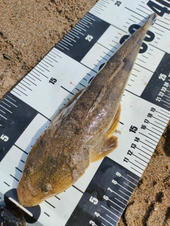 マゴチの釣果