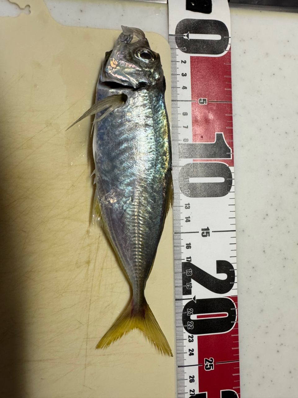 AD1-S622M アジング 鯵道1G | ロッド,1Gシリーズ,鯵道1G