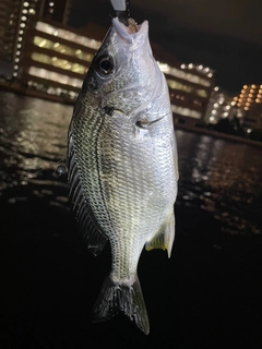 チンチンの釣果