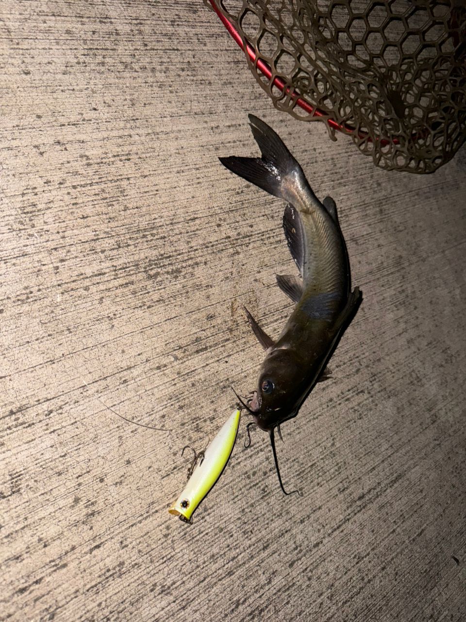 アメリカナマズ