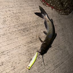 アメリカナマズ