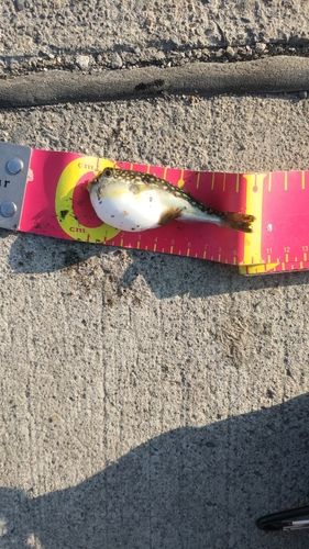 クサフグの釣果