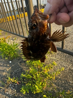 タケノコメバルの釣果
