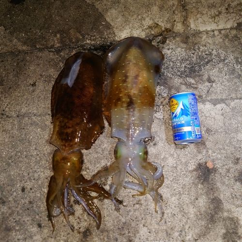 アオリイカの釣果