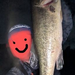 ブラックバス
