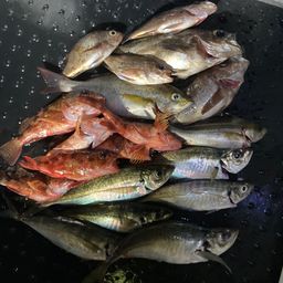 アジ
