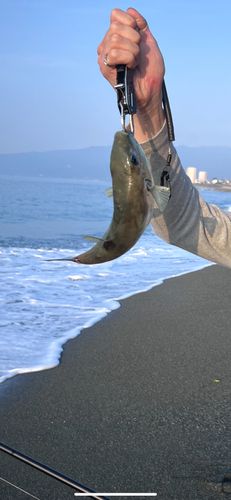 クロサバフグの釣果