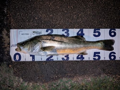 シーバスの釣果