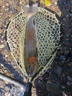 ニジマスの釣果