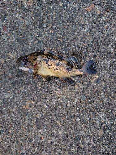 クロソイの釣果