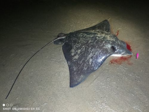 エイの釣果