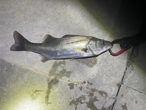 フッコ（マルスズキ）の釣果