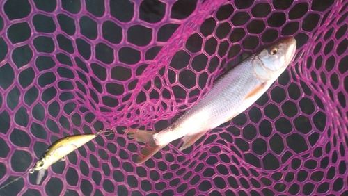 ハスの釣果