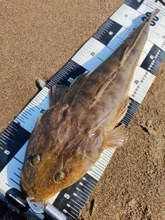 マゴチの釣果