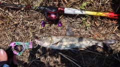 ニゴイの釣果
