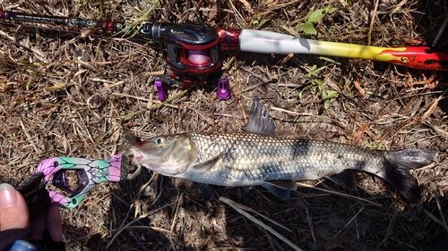 ニゴイの釣果