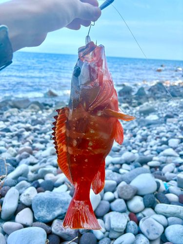 アカハタの釣果