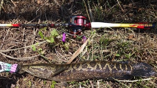 ライギョの釣果