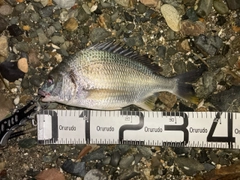 キビレの釣果