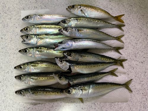 サバの釣果
