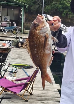 マダイの釣果