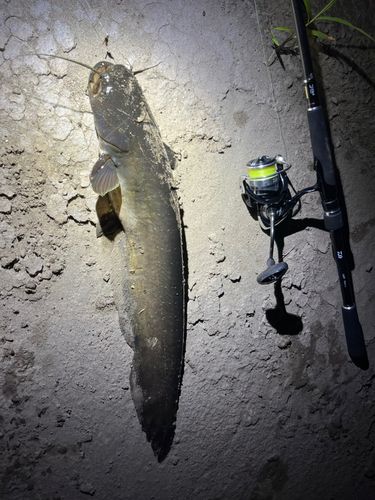 ナマズの釣果