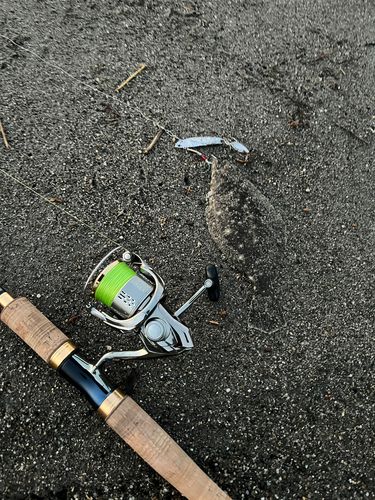 ヒラメの釣果