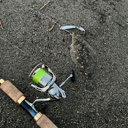ヒラメ