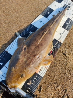 マゴチの釣果