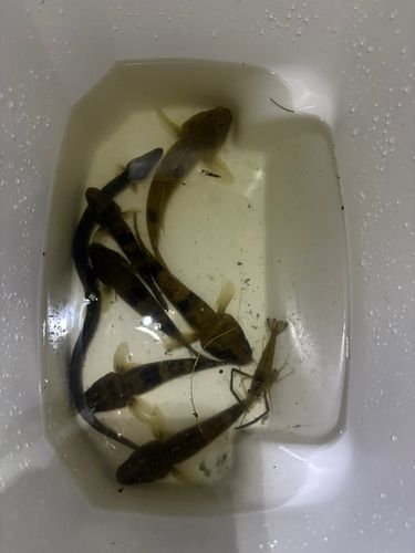 マハゼ