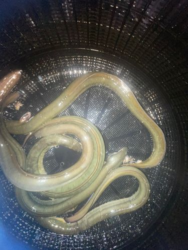 ニホンウナギの釣果