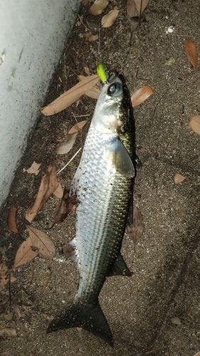 ボラの釣果
