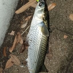 ボラ