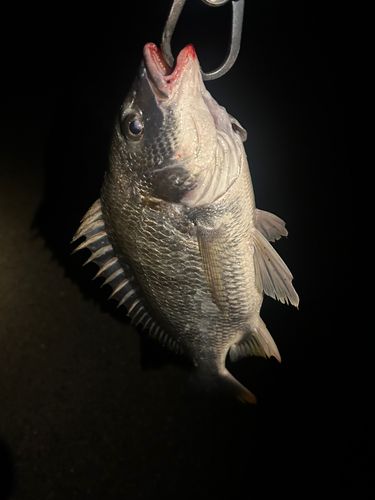キビレの釣果