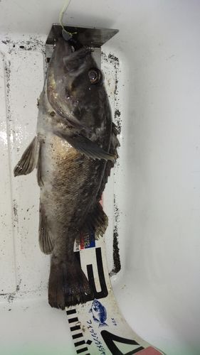 クロソイの釣果