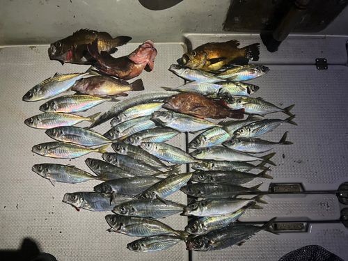 アジの釣果