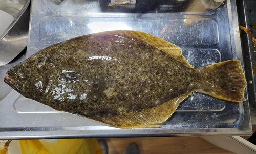 ヒラメの釣果