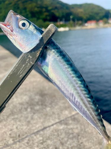 サバの釣果