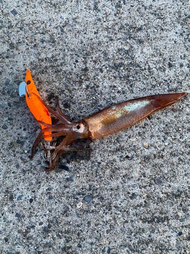 スルメイカの釣果