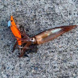 スルメイカ