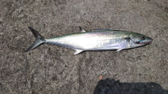 サゴシの釣果