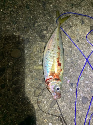 マアジの釣果
