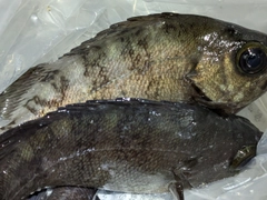 メバルの釣果