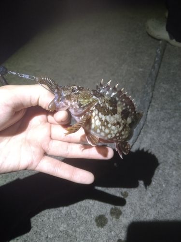 カサゴの釣果