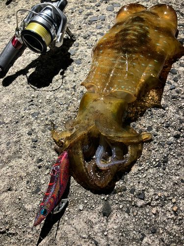 アオリイカの釣果