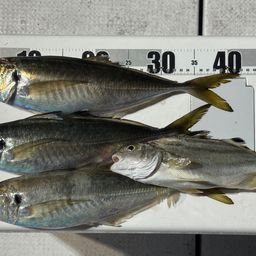 アジ