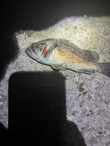 クロソイの釣果