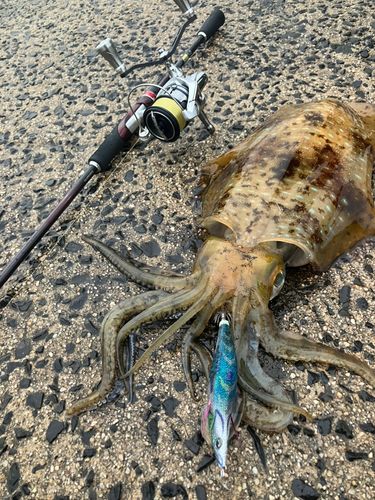 アオリイカの釣果