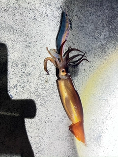 スルメイカの釣果