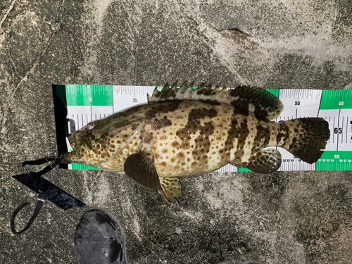 チャイロマルハタの釣果